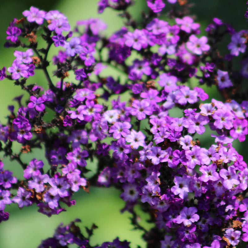 HELIOTROPE PERFUMES