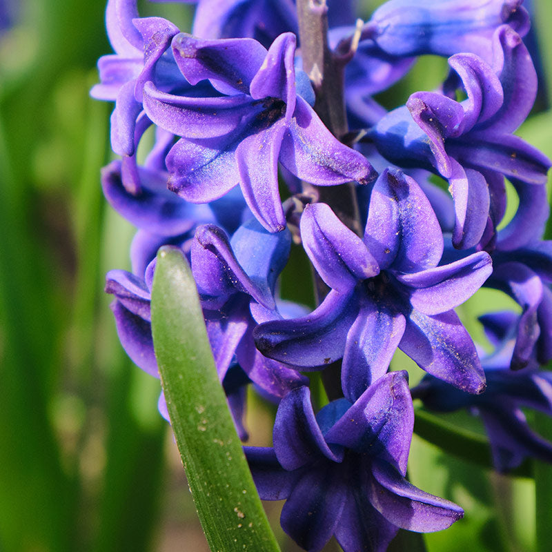 HYACINTH PERFUMES