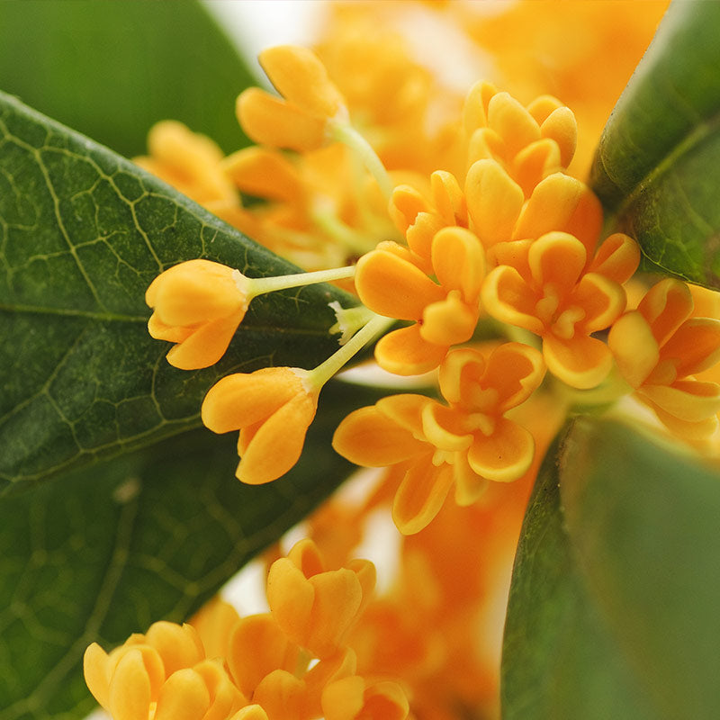 OSMANTHUS PERFUMES