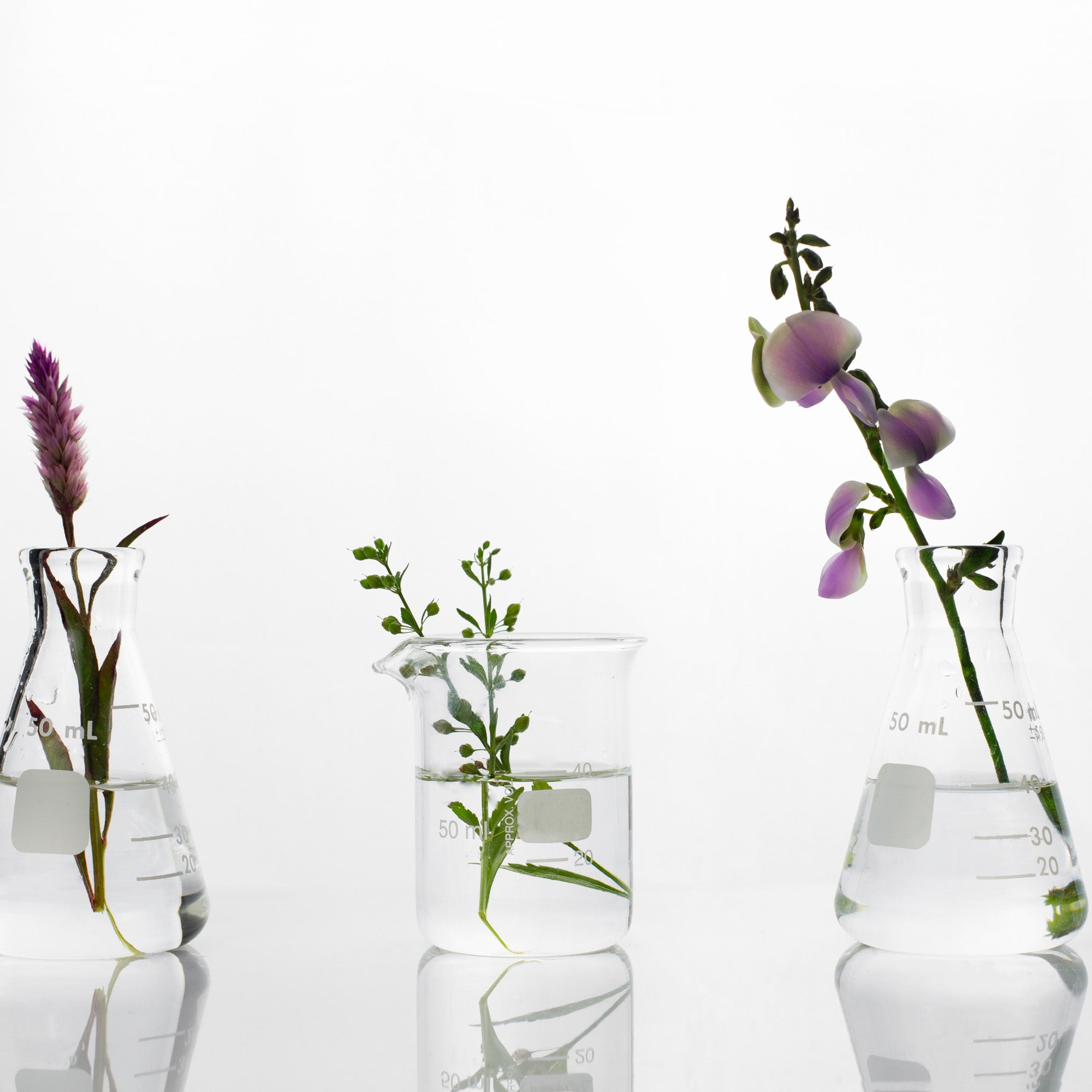 DEP vs. Triethyl Citrate: Why We’re Switching – And What It Means for Your Perfumes