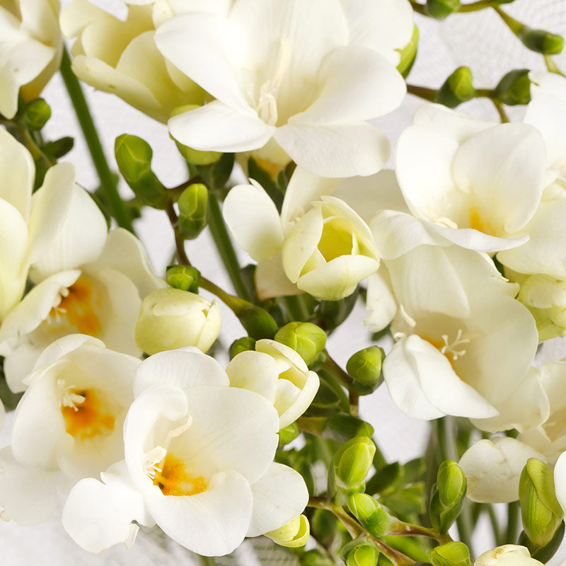 FREESIA PERFUMES